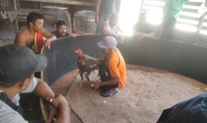 Sabung ayam belenggang bebas di Kepodang (Kampung Sidomulyo), Kelurahan Batu lX, Kecamatan Tanjungpinang Timur, Kota Tanjungpinang, Provinsi Kepulauan Riau.
