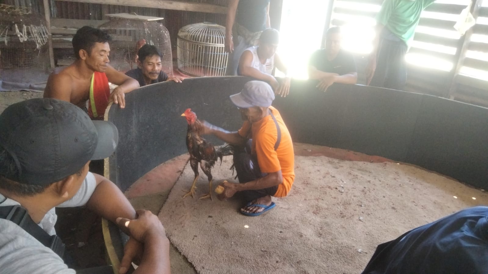 Sabung ayam belenggang bebas di Kepodang (Kampung Sidomulyo), Kelurahan Batu lX, Kecamatan Tanjungpinang Timur, Kota Tanjungpinang, Provinsi Kepulauan Riau.