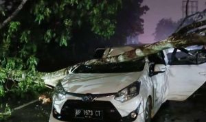Mobil Rinsek Akibat Tertimpa Pohon di Jalan Adi Sucipto Batu 11, Tanjungpinang, Selasa (17/09/2024) / F/Potensi.news.