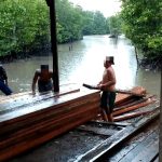 Terlihat aktivitas para pekerja mengangkat sejumlah kayu yang diduga sebelumnya direndam atau “diendapkan” di kawasan bakau maupun hutan mangrove lokasi di Jalan Raja Haji Fisabilillah Kilometer 5 (Batu 5 Atas), Kelurahan Sei Jang, Kecamatan Bukit Bestari, Kota Tanjungpinang, Provinsi Kepulauan Riau. Aktivitas tersebut terekam tim di lokasi dan menjadi perhatian warga sekitar terkait asal-usul serta legalitas kayu yang ditampung (F/Potensi.News/Tim).