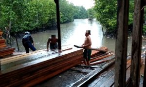 Terlihat aktivitas para pekerja mengangkat sejumlah kayu yang diduga sebelumnya direndam atau “diendapkan” di kawasan bakau maupun hutan mangrove lokasi di Jalan Raja Haji Fisabilillah Kilometer 5 (Batu 5 Atas), Kelurahan Sei Jang, Kecamatan Bukit Bestari, Kota Tanjungpinang, Provinsi Kepulauan Riau. Aktivitas tersebut terekam tim di lokasi dan menjadi perhatian warga sekitar terkait asal-usul serta legalitas kayu yang ditampung (F/Potensi.News/Tim).