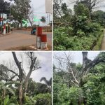 Keterangan foto: Ditemukan potensi sebanyak 3 pohon, dengan rincian 2 pohon berada di Jl. Lembah Merpati, RT 002/RW 008, Kelurahan Batu IX, Kecamatan Tanjungpinang Timur, dan 1 pohon berada di depan Balai Pertemuan RW 008, Jl. Nusantara Km 13 arah Kijang, Kecamatan Tanjungpinang Timur.(Potensi.news)