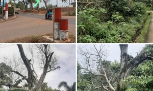 Keterangan foto: Ditemukan potensi sebanyak 3 pohon, dengan rincian 2 pohon berada di Jl. Lembah Merpati, RT 002/RW 008, Kelurahan Batu IX, Kecamatan Tanjungpinang Timur, dan 1 pohon berada di depan Balai Pertemuan RW 008, Jl. Nusantara Km 13 arah Kijang, Kecamatan Tanjungpinang Timur.(Potensi.news)