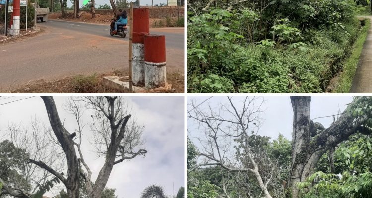 Keterangan foto: Ditemukan potensi sebanyak 3 pohon, dengan rincian 2 pohon berada di Jl. Lembah Merpati, RT 002/RW 008, Kelurahan Batu IX, Kecamatan Tanjungpinang Timur, dan 1 pohon berada di depan Balai Pertemuan RW 008, Jl. Nusantara Km 13 arah Kijang, Kecamatan Tanjungpinang Timur.(Potensi.news)