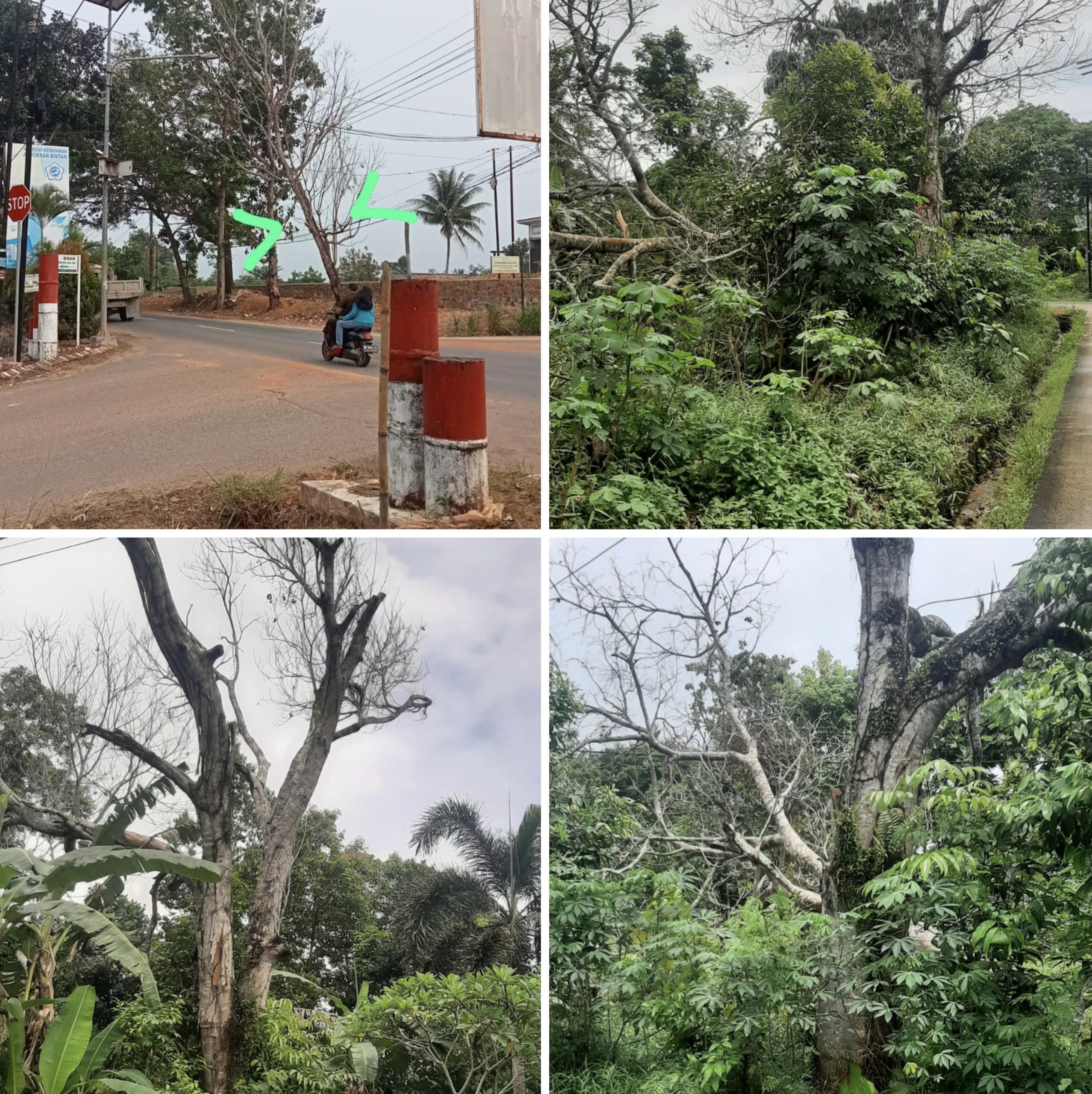 Keterangan foto: Ditemukan potensi sebanyak 3 pohon, dengan rincian 2 pohon berada di Jl. Lembah Merpati, RT 002/RW 008, Kelurahan Batu IX, Kecamatan Tanjungpinang Timur, dan 1 pohon berada di depan Balai Pertemuan RW 008, Jl. Nusantara Km 13 arah Kijang, Kecamatan Tanjungpinang Timur.(Potensi.news)